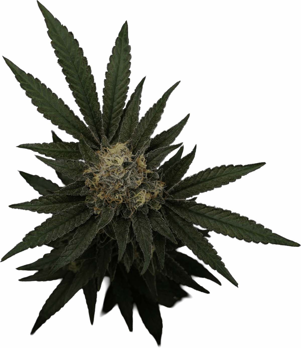 Dulcia flowering cannabis plant cutout image